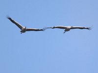Kranich (Grus grus)  18